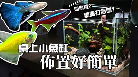 怎麼養魚|新手養魚第一缸!馬上上手!魚缸佈置好簡單